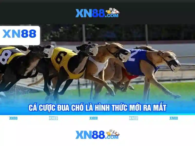 Giới thiệu về xn88 – Nền tảng giải trí trực tuyến