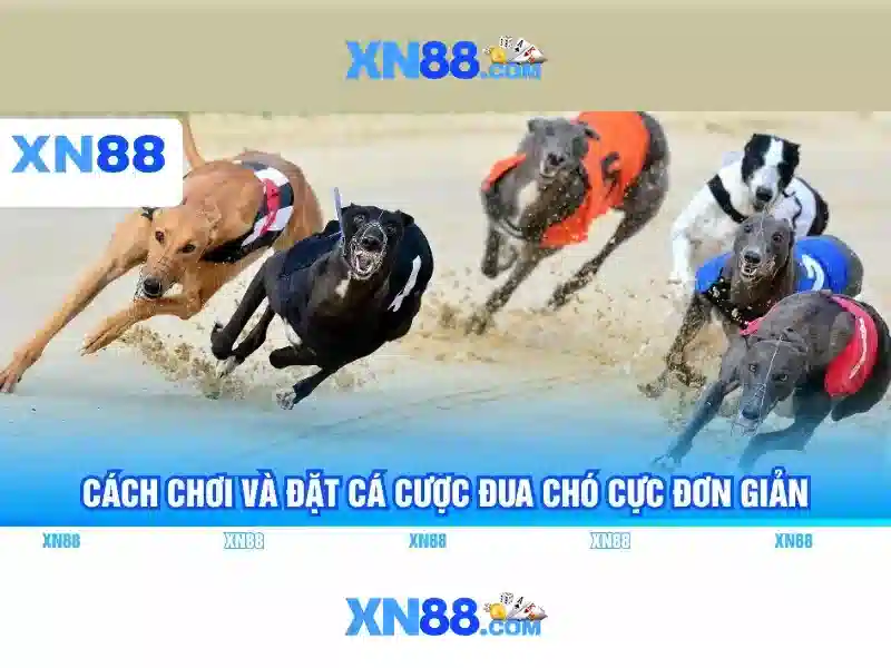 xn88: Tổng quan và đánh giá