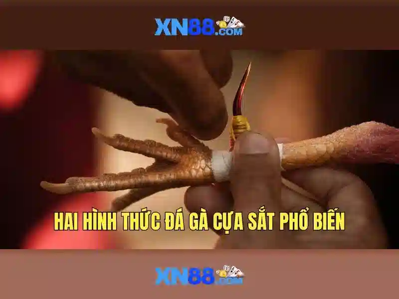 xn88: Nền tảng trực tuyến và cộng đồng người dùng