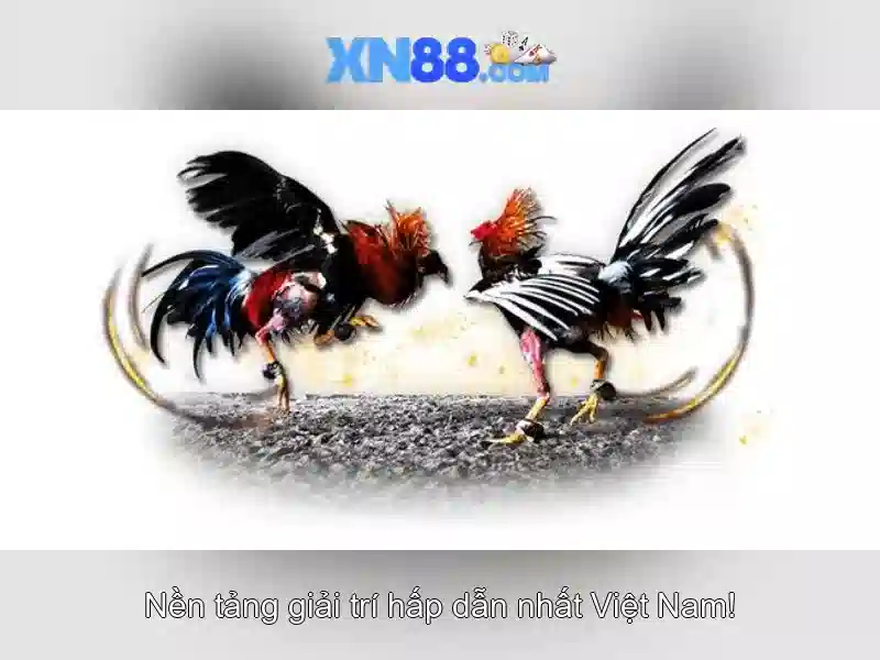 Phản hồi và hỗ trợ