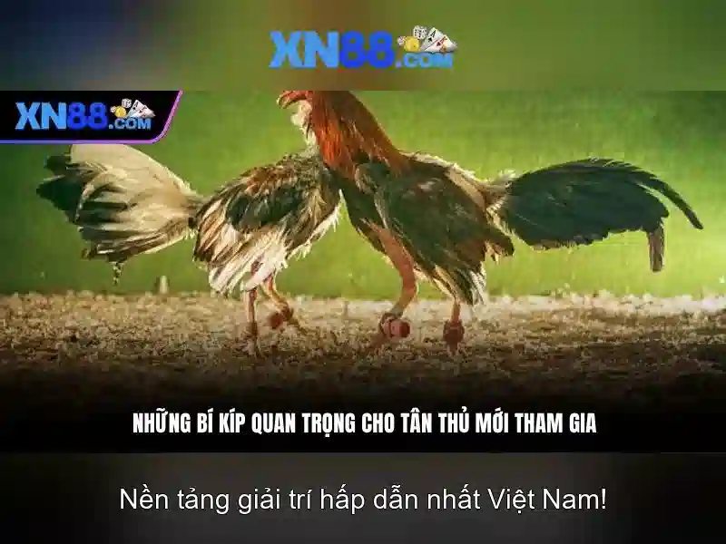 XN88: Nền tảng cá cược trực tuyến hàng đầu