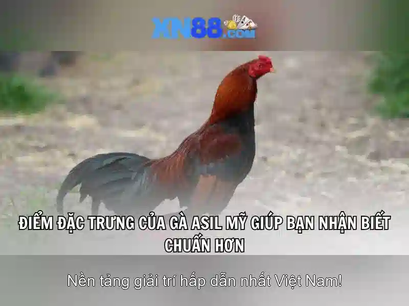 Lịch sử và nguồn gốc của xn88 Lịch sử và nguồn gốc của xn88