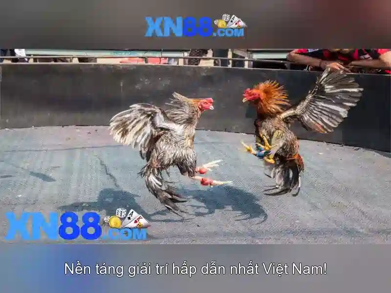 Giới thiệu xn88: nền nền tảng giải trí trực tuyến