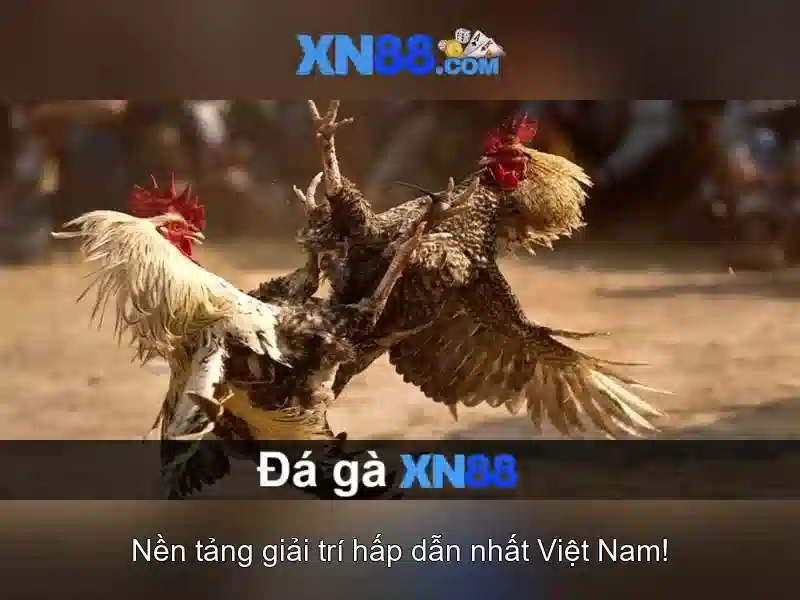 XN88 – Đánh giá và Giới thiệu nền tảng cá cược trực tuyến