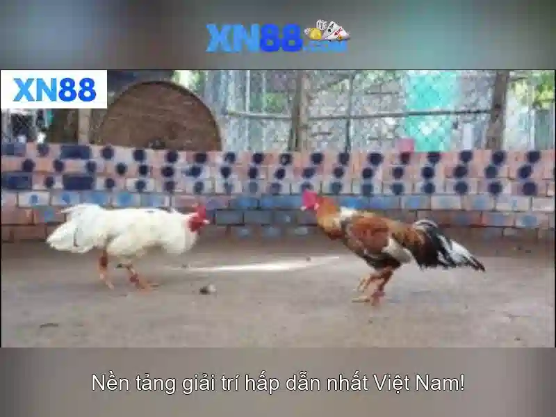 xn88 - Nền tảng giải trí trực tuyến và những điều bạn nên biết